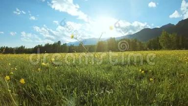晴天草地上的黄色野花